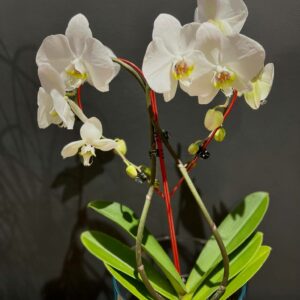 White Phalenopsis Orchid