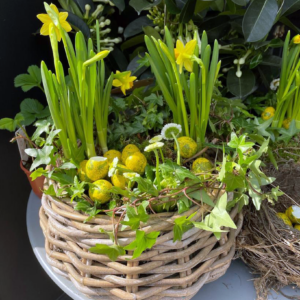 Spring Planted Basket